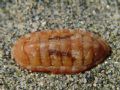 Chiton corallinus